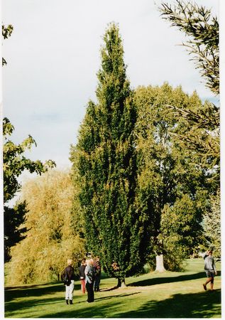 Cypress Oak